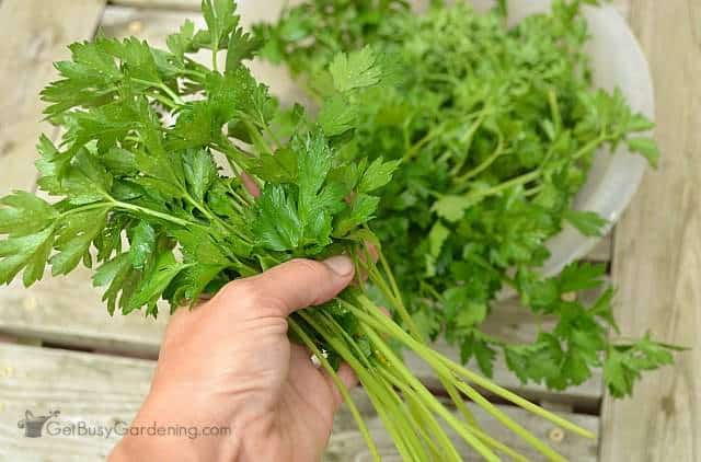 Freshly harvested parsley