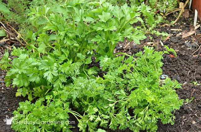 Harvesting parsley from the garden