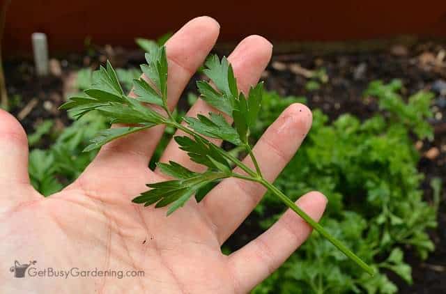 How to harvest parsley