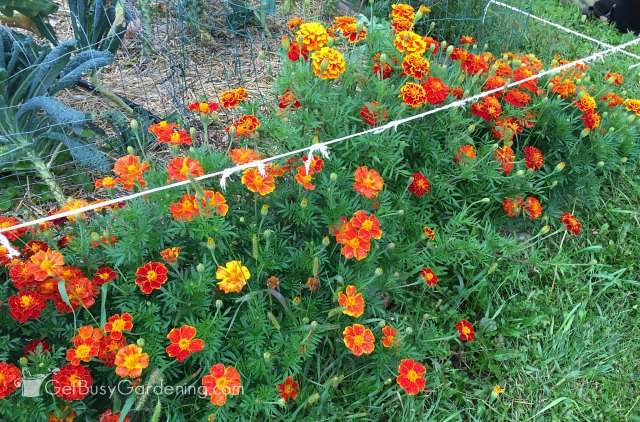 Marigolds using Sustane natural fertilizer