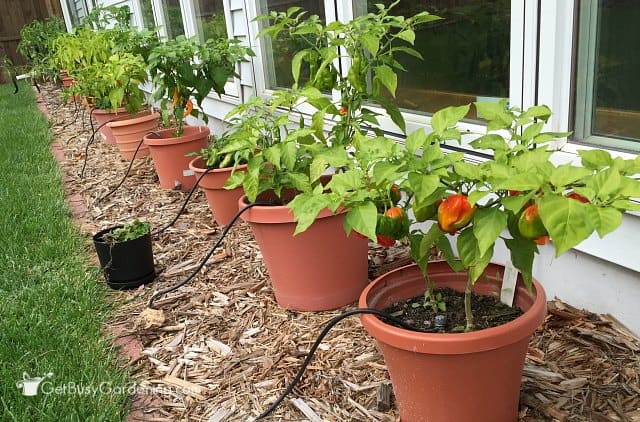 Peppers grown using healthy grow fertilizer