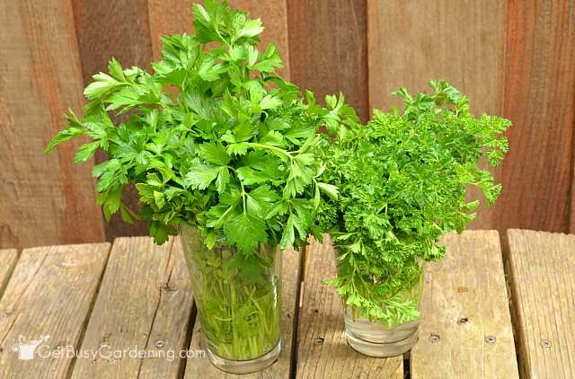 Store parsley in glass of water