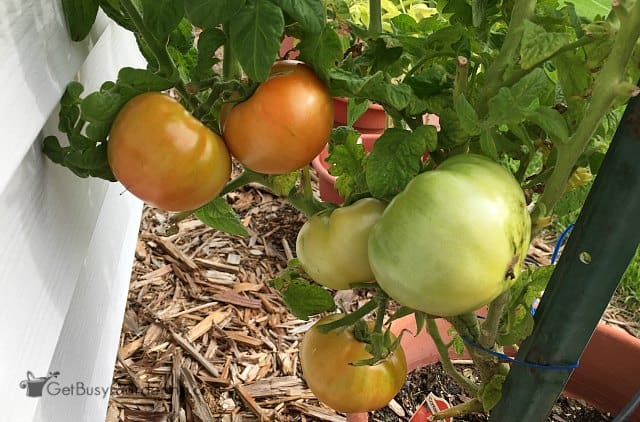 Tomatoes ripening on the vine