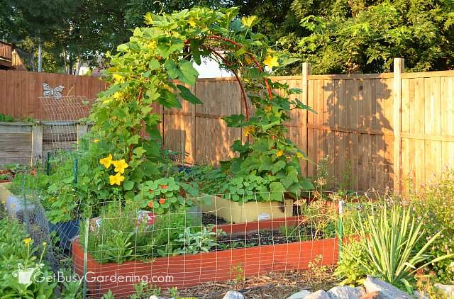 My 2016 vegetable garden
