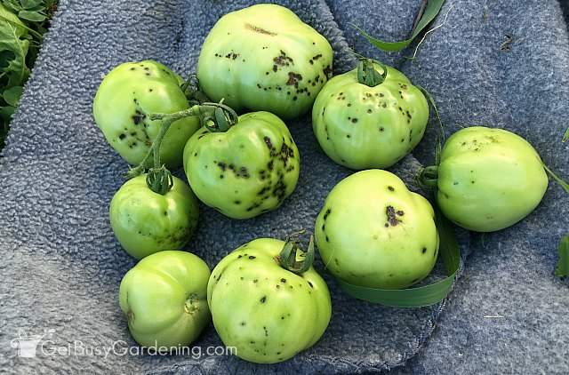 Blight on tomatoes