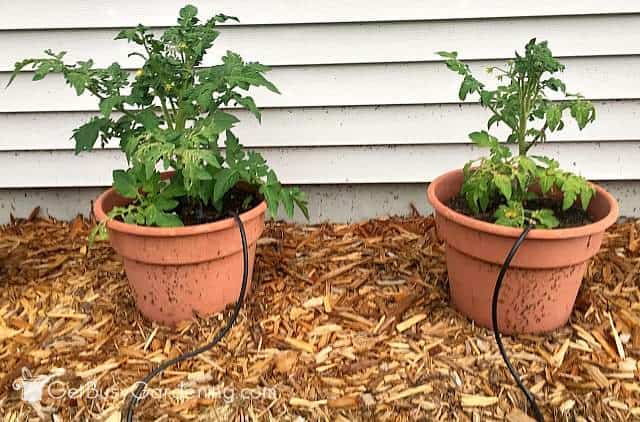 Growing tomato plants in pots