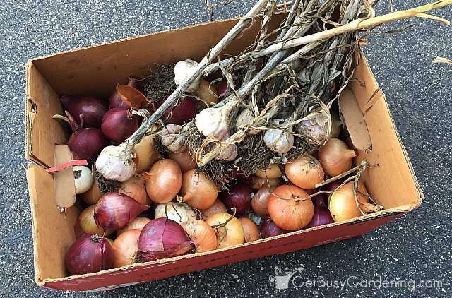 Onions and garlic harvests