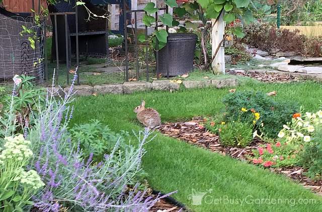 Rabbit in garden