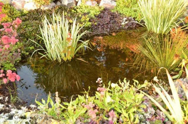 Rain garden full of rainwater