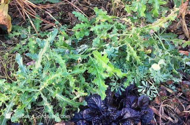 Thistle weeds in garden