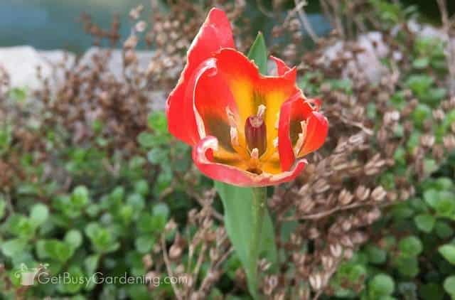 Tulip eaten by rabbit