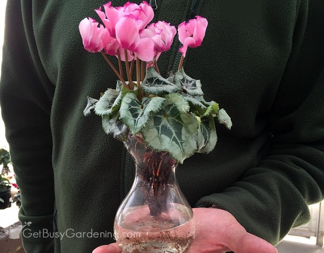 Cyclamen plant growing in water