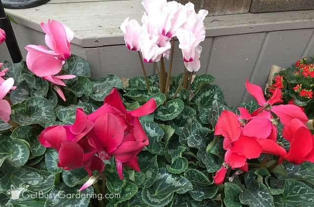 Cyclamen houseplant flowering