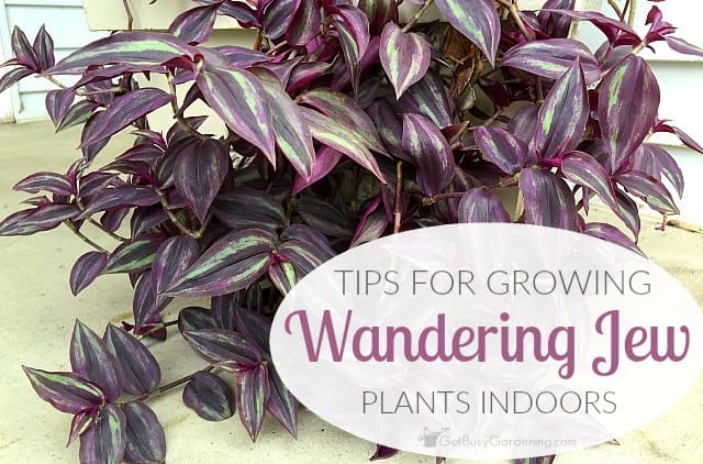 How do you care for a Wandering Jew plant?