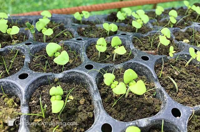 Basil seedlings before thinning