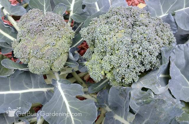 Broccoli ready to be harvested