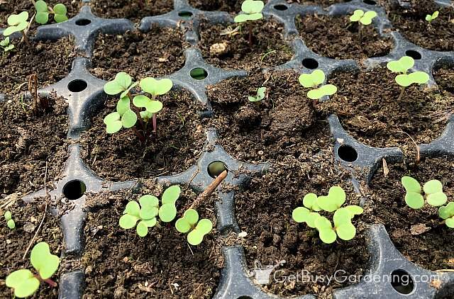 Broccoli seedlings