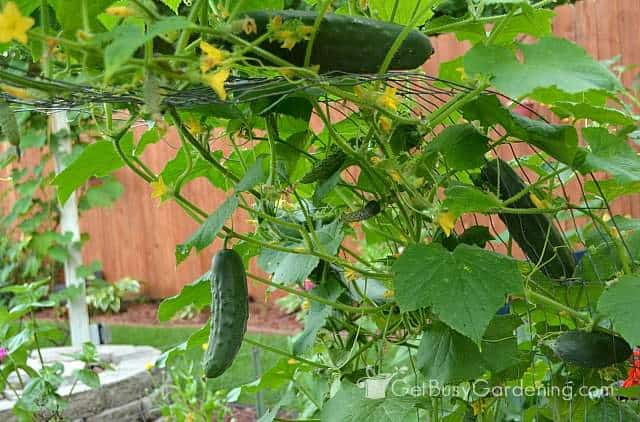 Cucumbers grown from seeds