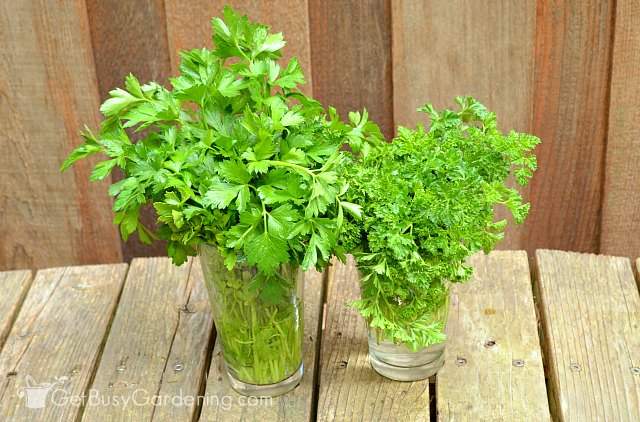 Fresh parsley harvested from the garden