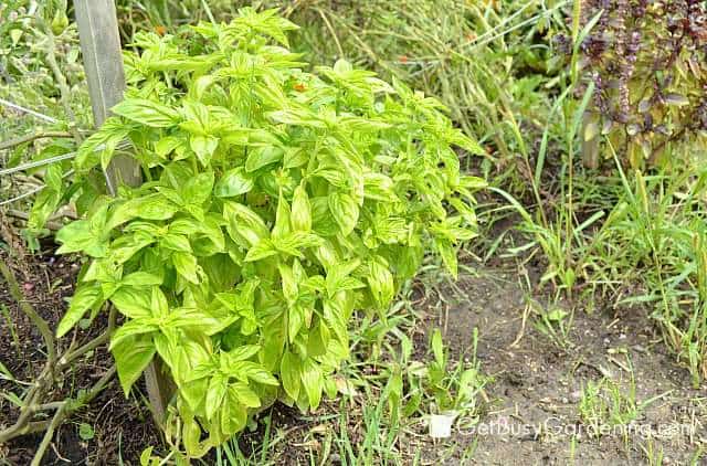 Full grown basil plant