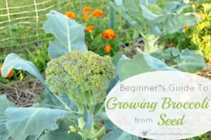 A Beginner’s Guide To Growing Broccoli From Seed