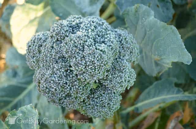 Harvest broccoli after frost for sweeter flavor