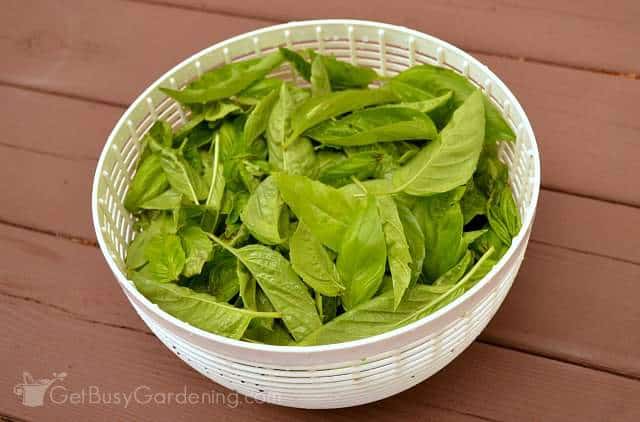 Harvesting basil fresh from the garden