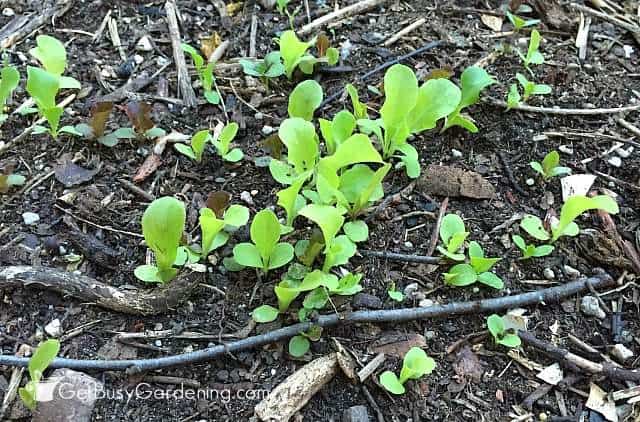 Need to thin out lettuce seedlings