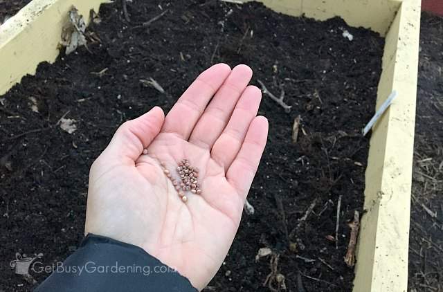 Planting vegetable seeds outdoors