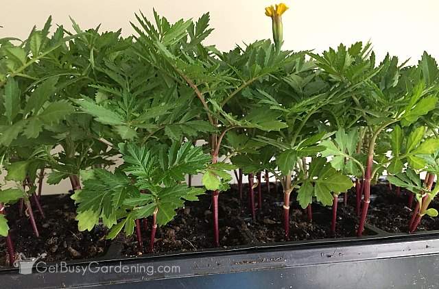 Seedlings grown under indoor seed starting lights