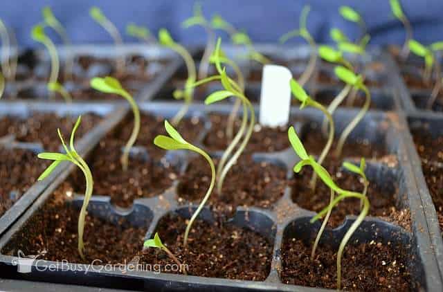 Seedlings reaching for light