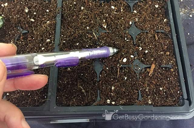 Starting broccoli from seed