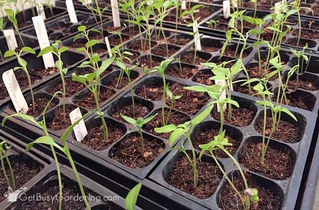 Thin seedlings for healthy growth