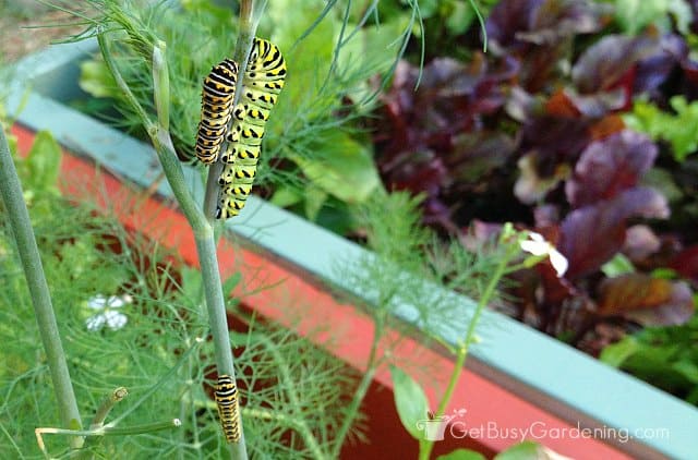 Black swallowtail butterfly larvae