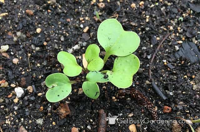Crowded seedlings before thinning