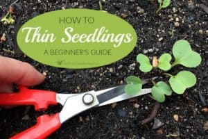 How To Thin Seedlings: A Beginner’s Guide For Thinning Out Seedlings