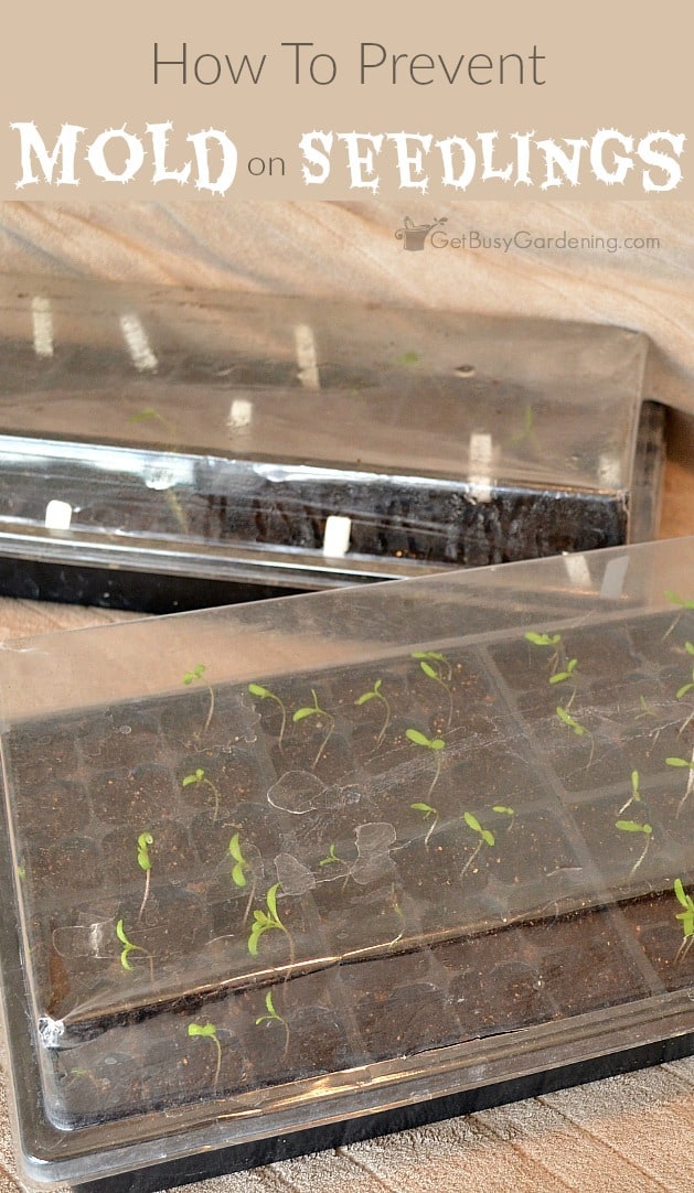mold on seedlings how to prevent mold growth in your seed mold on seedlings how to prevent mold growth in your seed