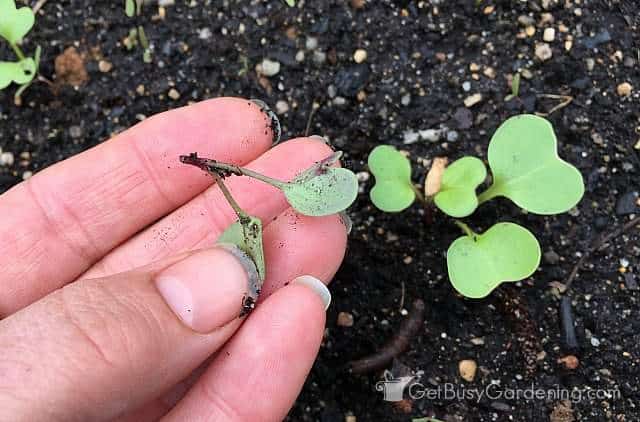 Thinning radish seedlings