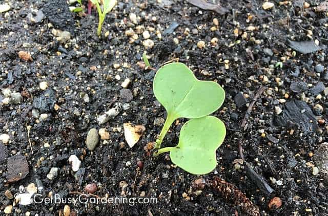 Seedling left after thinning