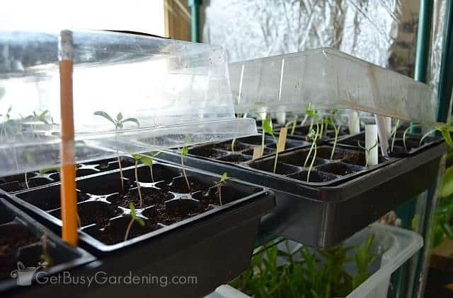 Ventilation prevents mold on plant soil and seedlings
