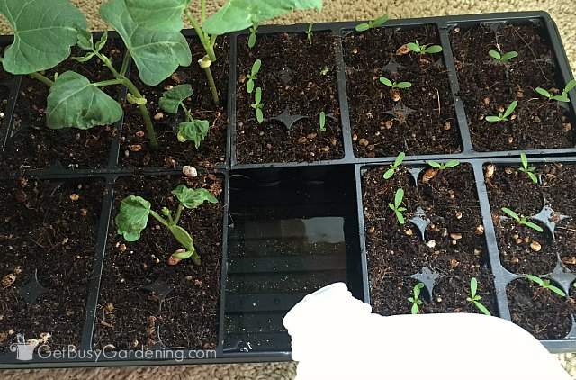 Water seedling trays from bottom to prevent mold