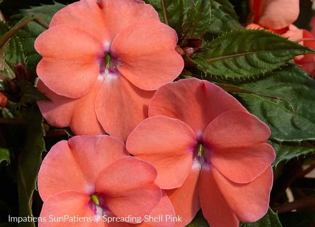 Impatiens Spreading Shell produce soft pink flowers spring through fall