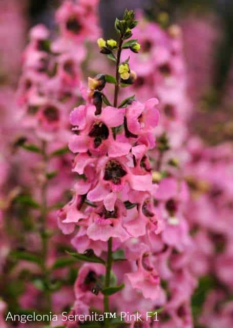 Angelonia Serenita has long pink flowers