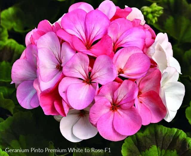 Geranium Pinto Premium pink and white flowers change colors