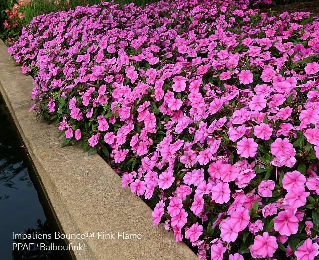 Impatiens Bounce Pink Flame in pink flower themed garden