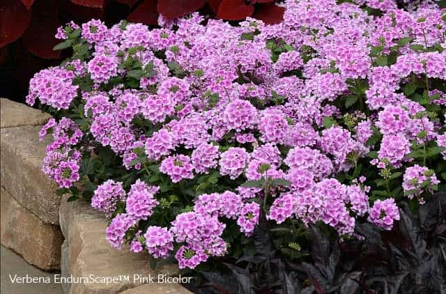 Verbena Endurascape perfect for a pink colored garden