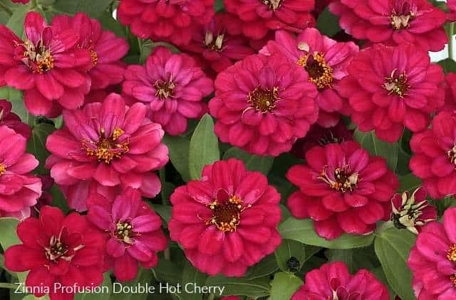 Zinnia Profusion Double Hot Cherry has gorgeous dark pink flowers