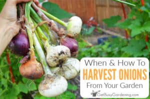 Harvesting Onions How To Tell When They Are Ready To Pick