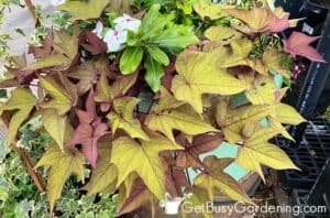 Sweet Potato Vine Plant Care Growing Guide