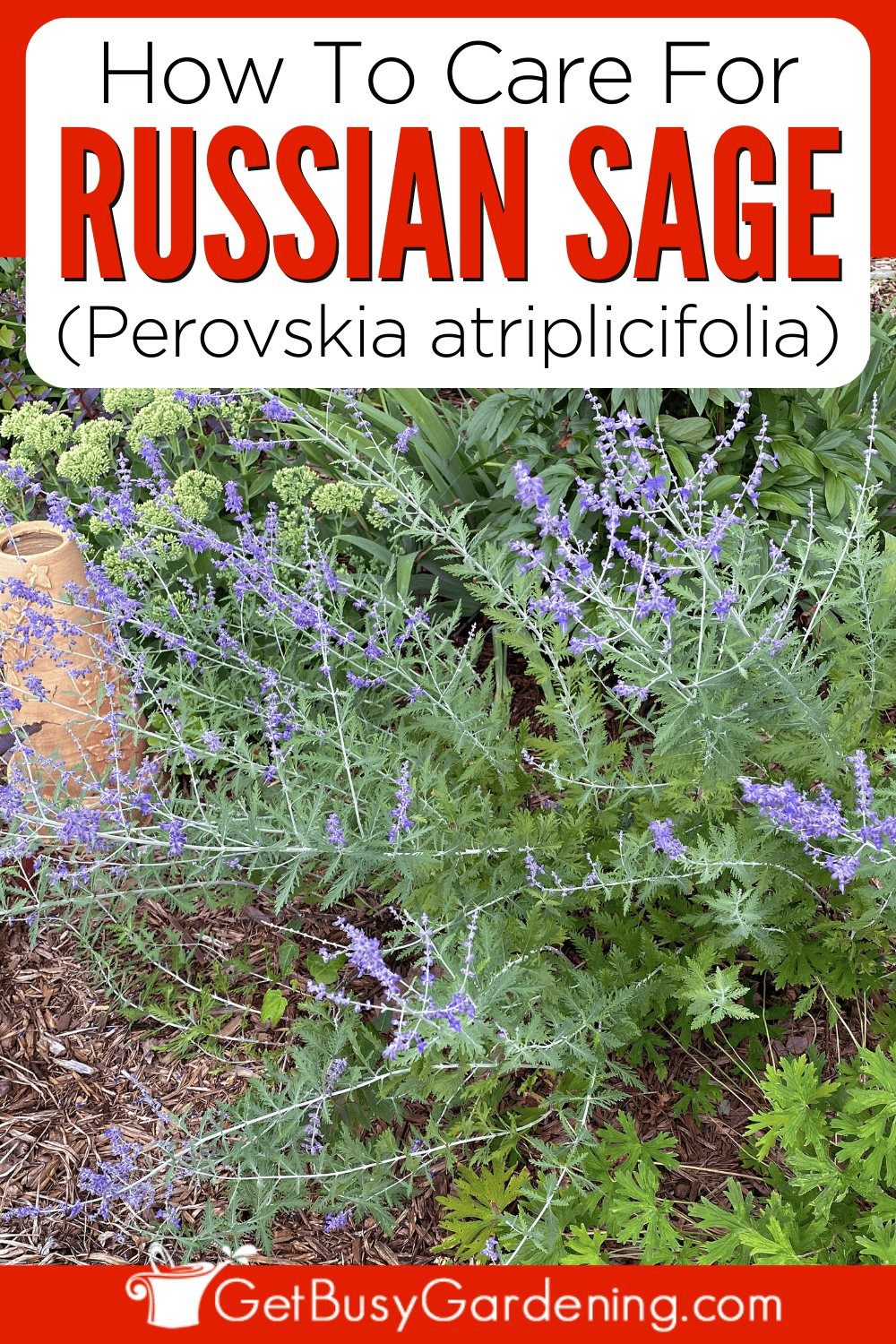 Russian Sage Plant Care Growing Guide Get Busy Gardening